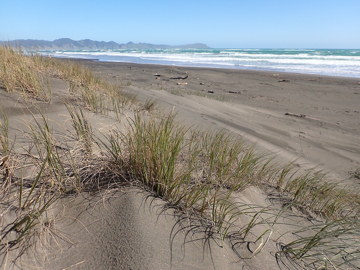 Coastal Restoration Trust of New Zealand logo