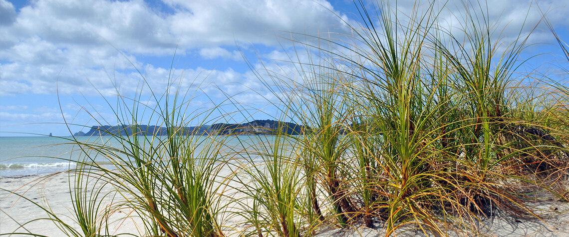 Keeping our dunes **alive**