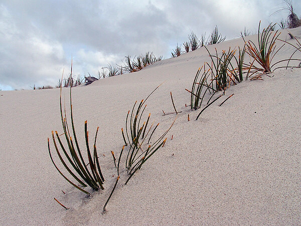 Rabbits can destroy pīngao and other important dune species. Photo: JB Photography