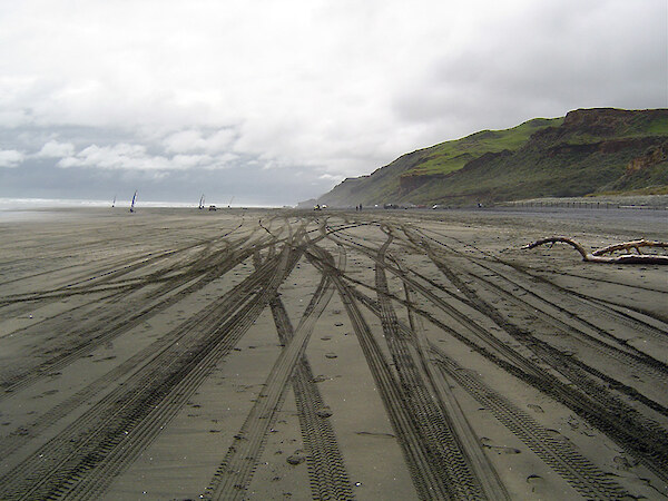Vehicles can damage plants and habitat for species like dotterels and toheroa. Photo: Auckland Council