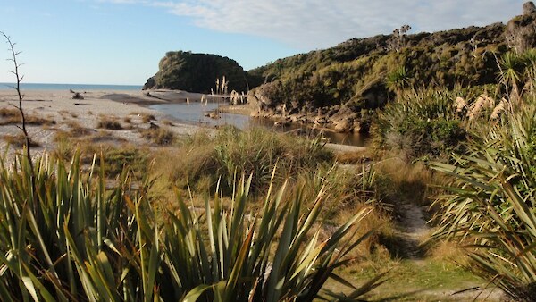 Ship Creek South Westland has some of the best remaining backdune plant communities in NZ. Photo: D. Bergin