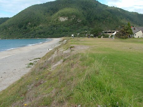 Grass and clay soils were removed from Pauanui Beach and a more natural dune shape created before planting. Photo: Coastline Consultants