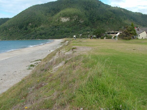 Grass and clay soils were removed from Pauanui Beach and a more natural dune shape created before planting. Photo: Coastline Consultants