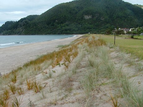 Pauanui one year on from planting. Photo: Coastline Consultants