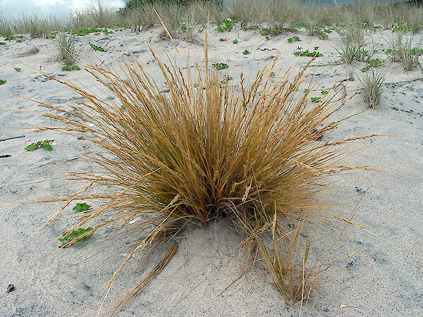 Once a common dune species, sand tussock is now sparse in much of NZ, except where Coast Care groups are reestablishing it. Photo: Coastline Consultants