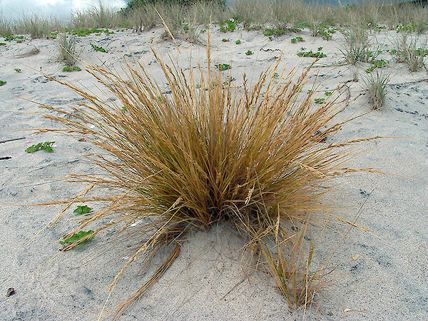 Foredune species • Coastal Restoration Trust of New Zealand