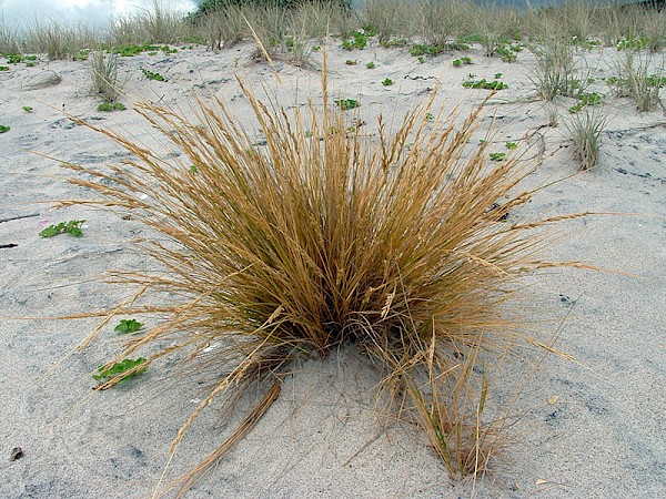 Once a common dune species, sand tussock is now sparse in much of NZ, except where Coast Care groups are reestablishing it. Photo: Coastline Consultants