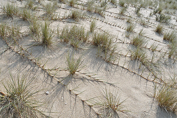 Spinifex seedheads are often seen tumbling down the beach in the wind. Photo: J Barron