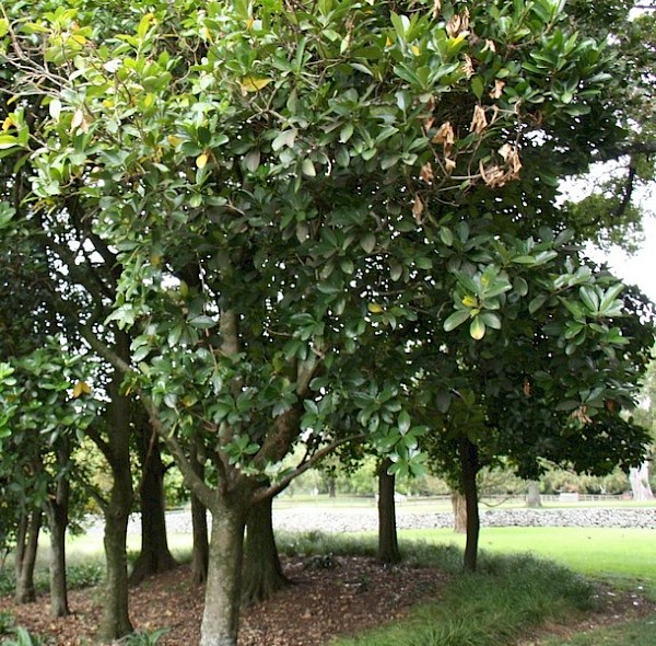 Karaka
