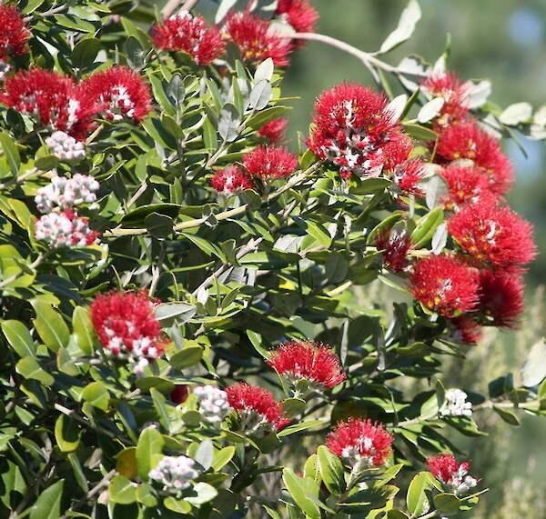 Pohutukawa