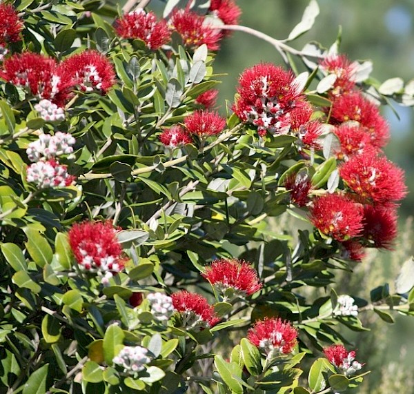 Pohutukawa