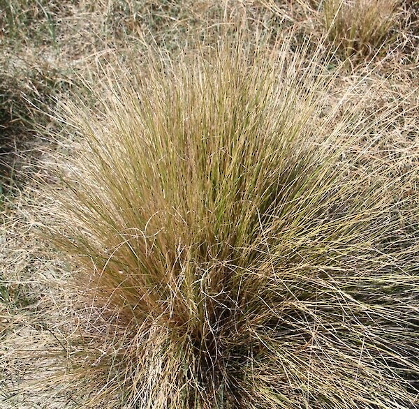 Sand Tussock, Hinarepa