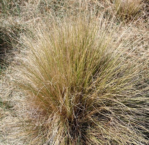 Sand Tussock, Hinarepa