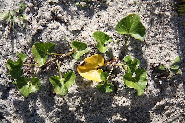 Shore Bindweed, Nihinihi, Sand Convolvulus