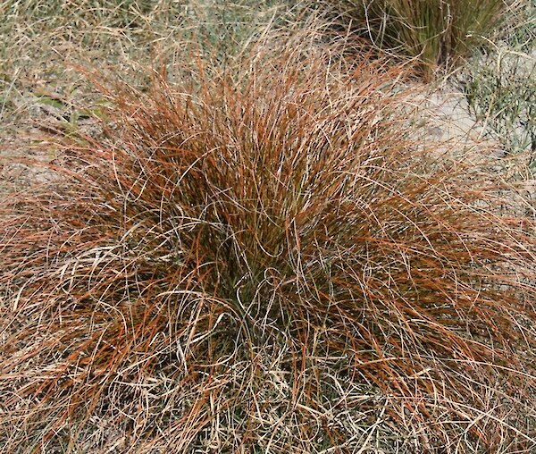 Speckled Sedge