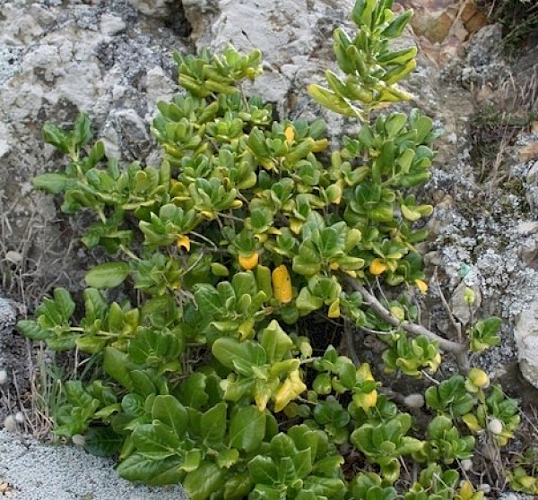 Taupata