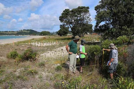 The Step-Point Method under development and refinement at the transition between the ground cover zone and the shrub zone on a backdune, Cooks Beach, Coromandel.