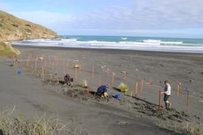Establishment of the fertiliser trials as part of the Difficult Sites project in collaboration with the Waikato Regional Council and landowners on the Nukuhakari Station dunes.