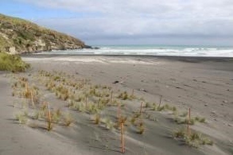 Foredune vegetation comprising spinifex and pingao five months after planting in 2016