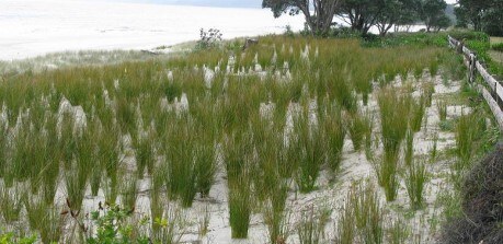 Whangapoua Beach - restoration work end of Year 1