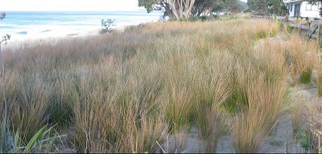 Whangapoua Beach - restoration work end of Year 2