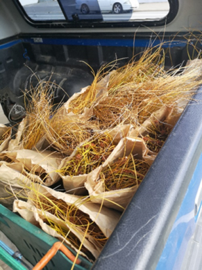 February 2018: Harvested pingao seed to be delivered to the horticulture programme at the Otago Correctional facility. The partnership between an agency, outreach and communities is going to help break down barriers for community groups, develop inmate skills and broaden the habitat area of this endangered plant on the Otago Coastline.