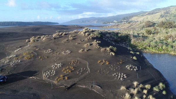 Overlooking the fertiliser trial site at Port Waikato shows replicate one with the fenced and unfenced groups