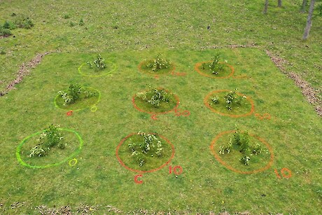 Test plots with treatments applied before grazing. Left row (yellow); control (no koi), middle row (red); koi repellent and crop oil and right row (orange); koi repellent only.