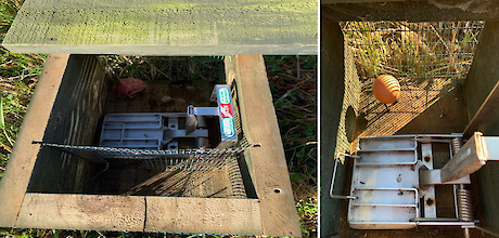 A koi carp baited trap (left) and an egg bait trap (right) ready for setting