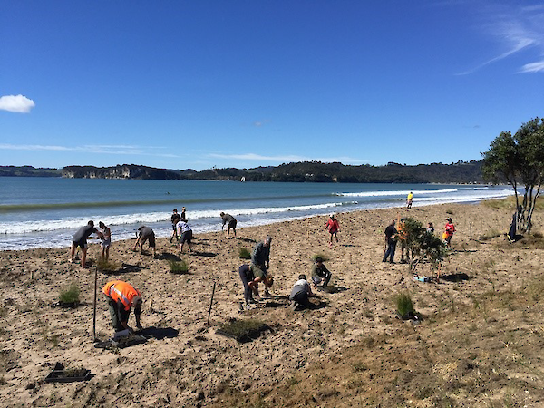 The local Buffalo Beach Coastcare group and staff from the Waikato Regional Council and Thames Coromandel District Council planting native foredune seedlings at Whitianga, Coromandel Peninsula, to compare koi carp fertiliser with the standard use of commercial slow release fertiliser tablets