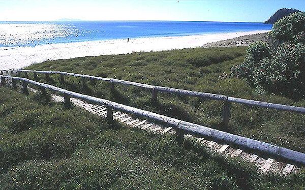 Muehlenbeckia growing next to a Beach Care access way at Whiritoa Beach (Photo John Barren)