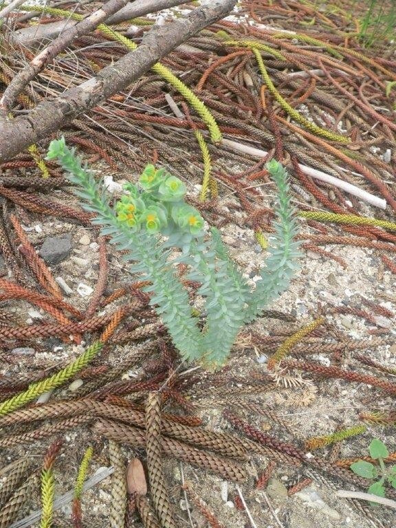 Sea spurge is a serious threat to dune ecosystems. Probably arriving on ocean currents - it must be eradicted before it establishes. Photo: R. Smith