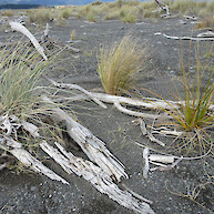 spinifex, sand tussock, pingao