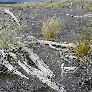 spinifex, sand tussock, pingao