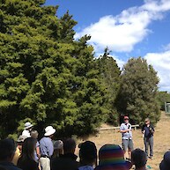 David Bergin taking totara on Rabbit Island