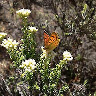 Copper Butterly on Tauhinu, Farewell Spit