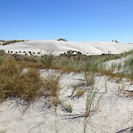 Sand coprosma and Marram, Farewell Spit