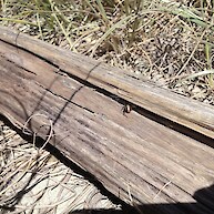 Katipo spiders found at Tahuna Beach