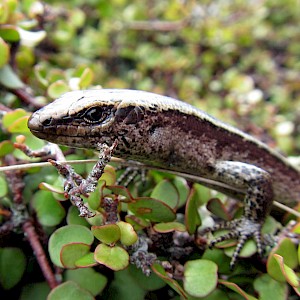 Shore skink close-up