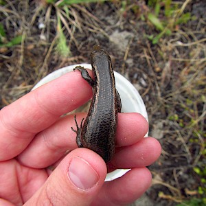 Shore Skink variation