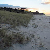 Great Lizard habitat (driftwood in dunes)