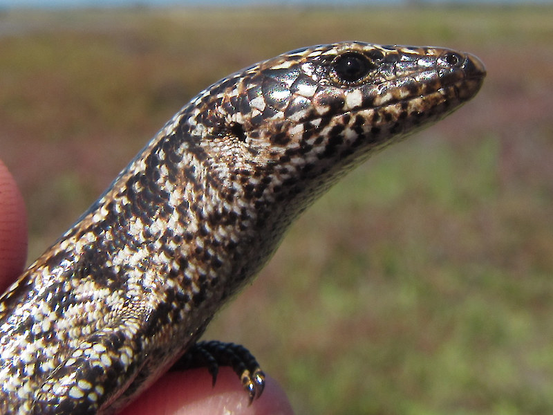 Coastal lizards of New Zealand • Coastal Restoration Trust of New Zealand