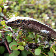 Shore skink close-up