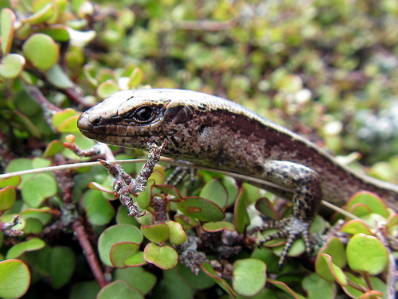 Coastal lizards of New Zealand • Coastal Restoration Trust of New Zealand