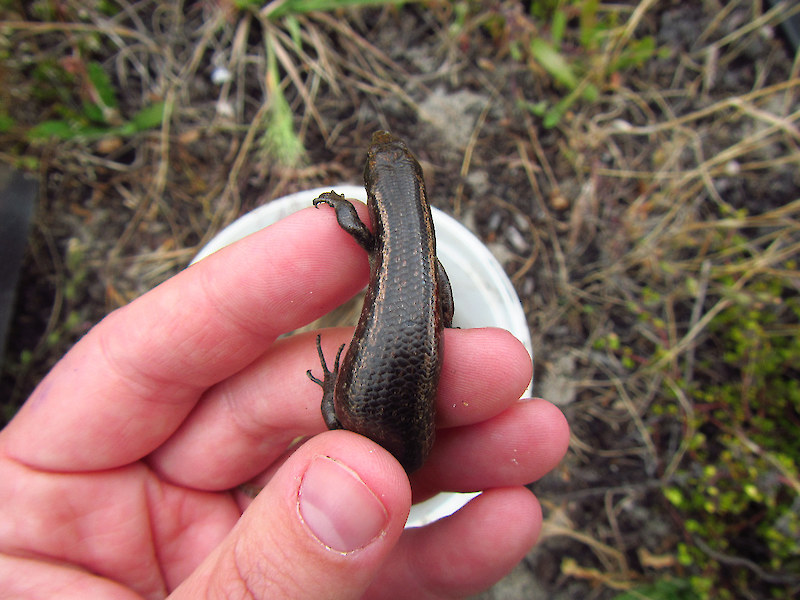 Coastal lizards of New Zealand • Coastal Restoration Trust of New Zealand