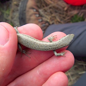 Shore Skink variation