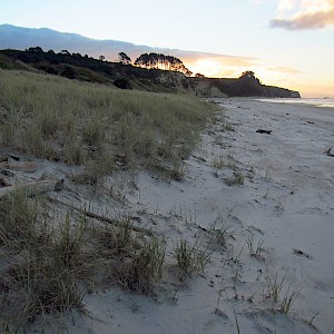 Great Lizard habitat (driftwood in dunes)