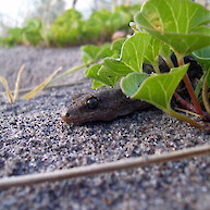 Raukawa gecko, Whale Island