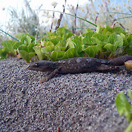 Raukawa gecko, Whale Island
