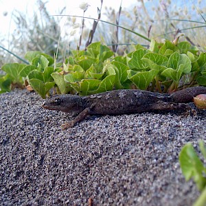 Raukawa gecko, Whale Island